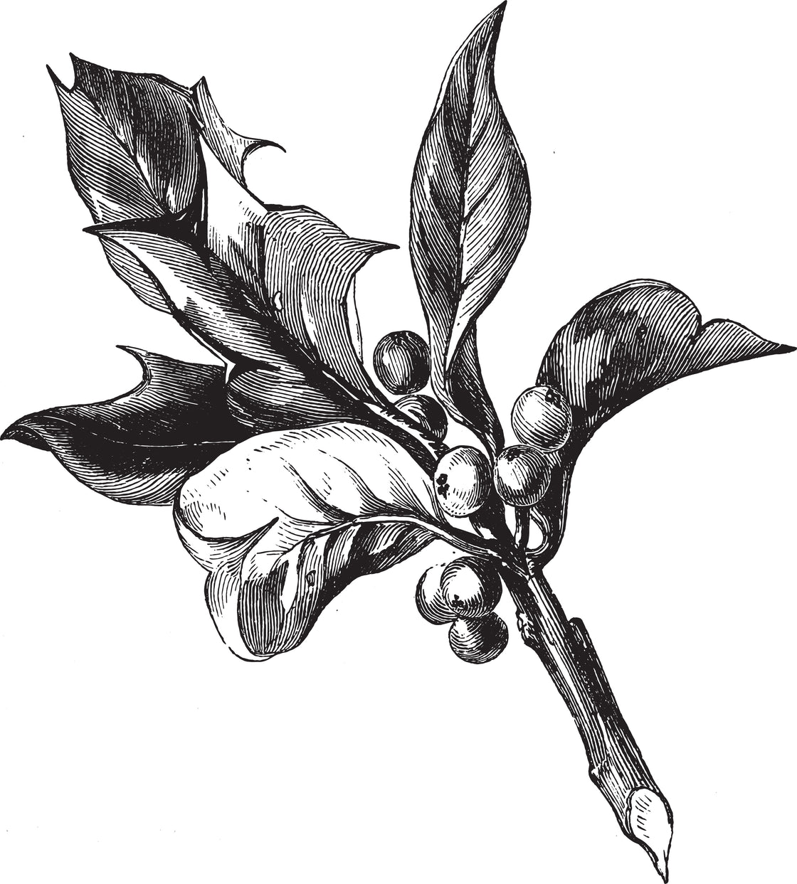Zhi Shi 枳实 — Chi Herbal